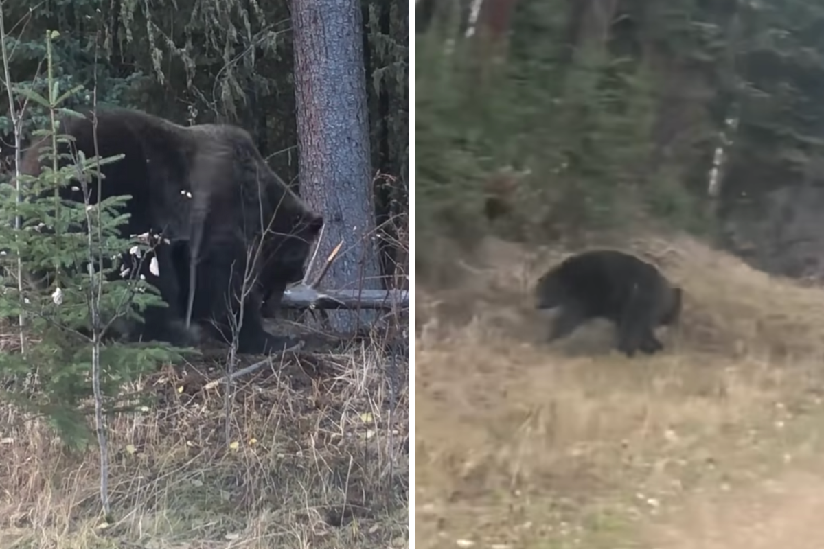 Grizzly attacks a black bear sow and her cubs in their den