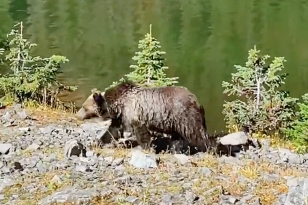 grizzly bear swims in a Canadian Lake
