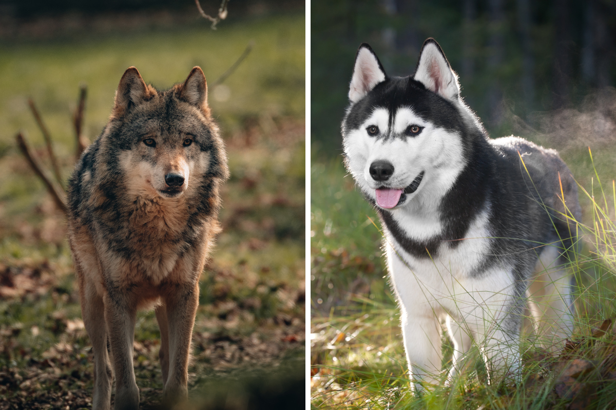 are husky related to wolf