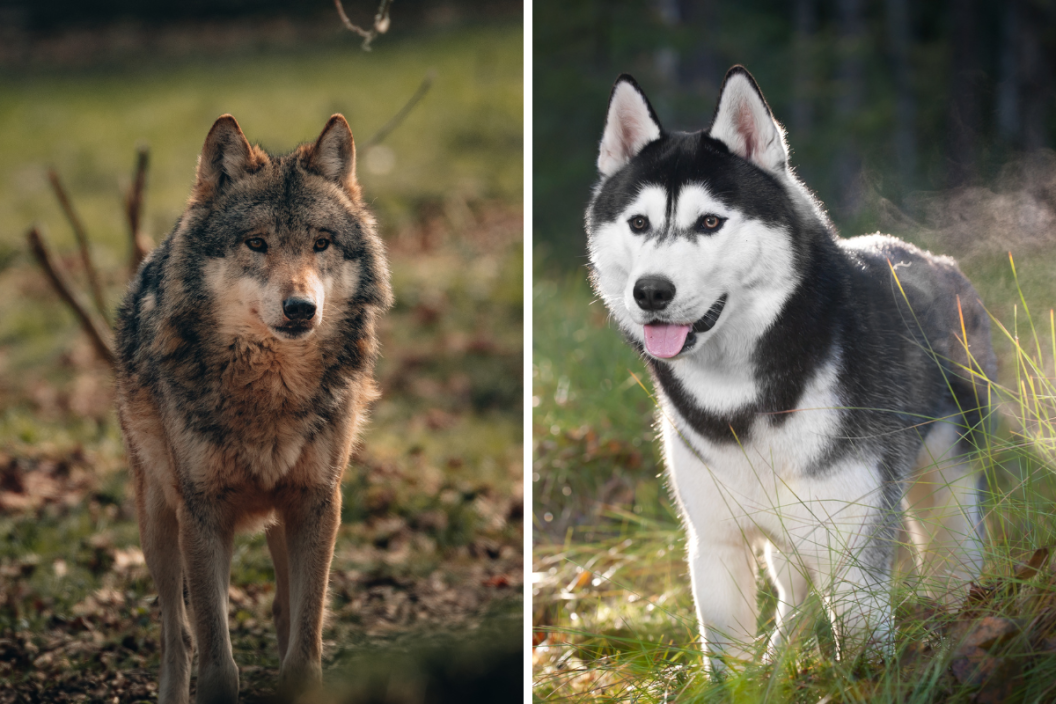 wolf and siberian husky