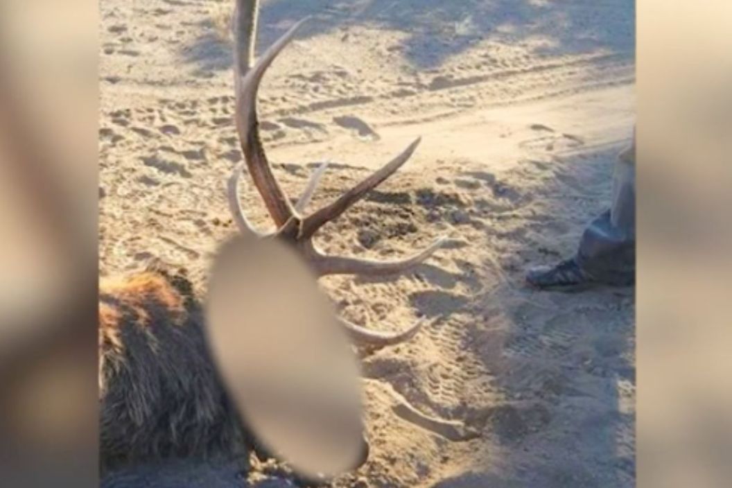 Poached elk found on private property in Oregon