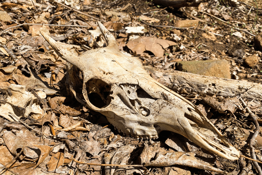 Close up of deer skull with young horns, mercy kill hunting