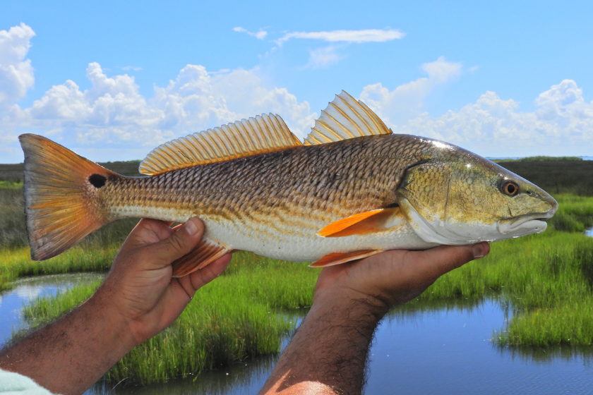 best saltwater fly fishing