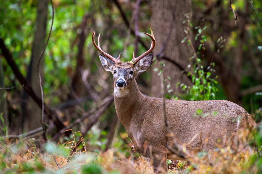 northeast whitetail hunting states