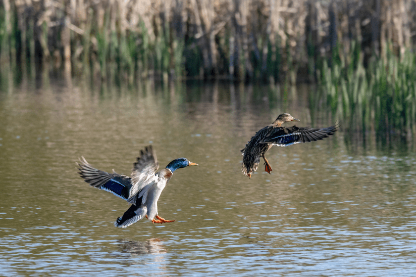 attract ducks to ponds