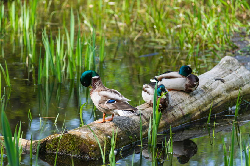 attract ducks to ponds