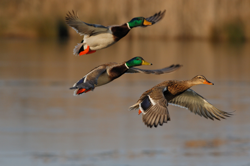 attract ducks to ponds