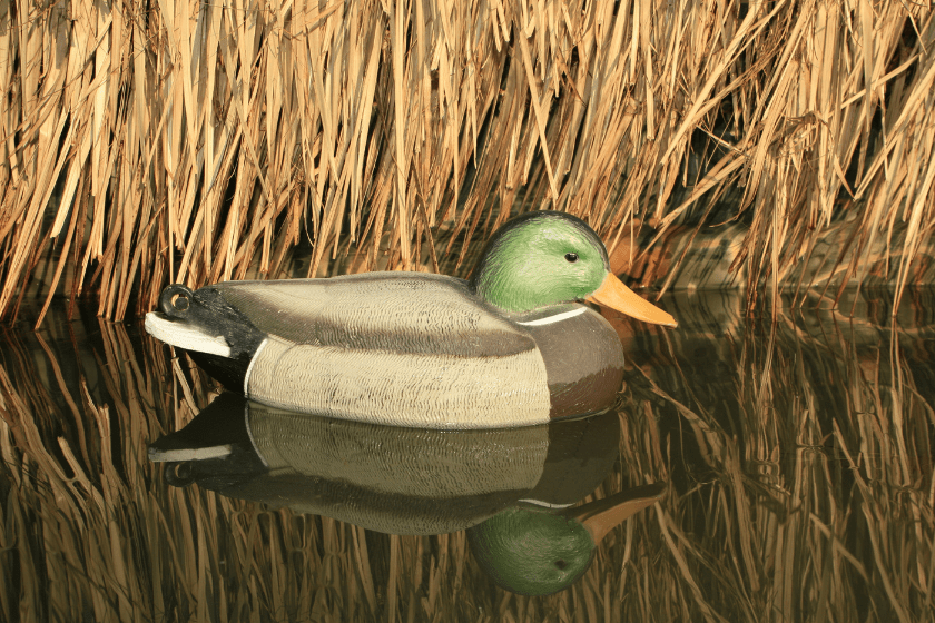 Attract Ducks to Ponds With These 4 Tips