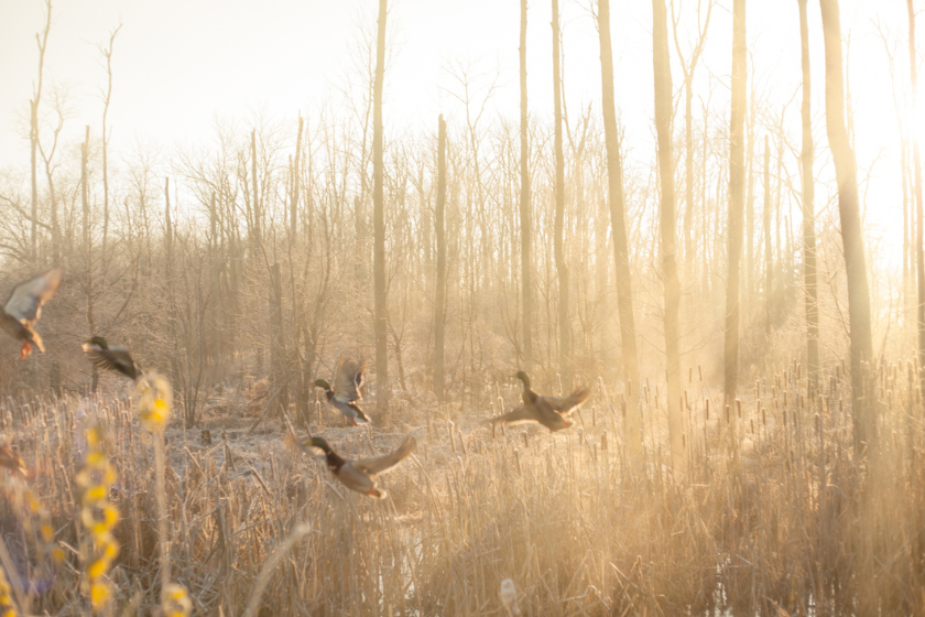 Kentucky Hunting License Everything to Know About the Permit