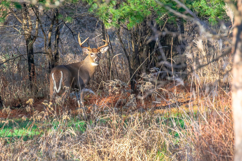 Kentucky Hunting License Everything to Know About the Permit
