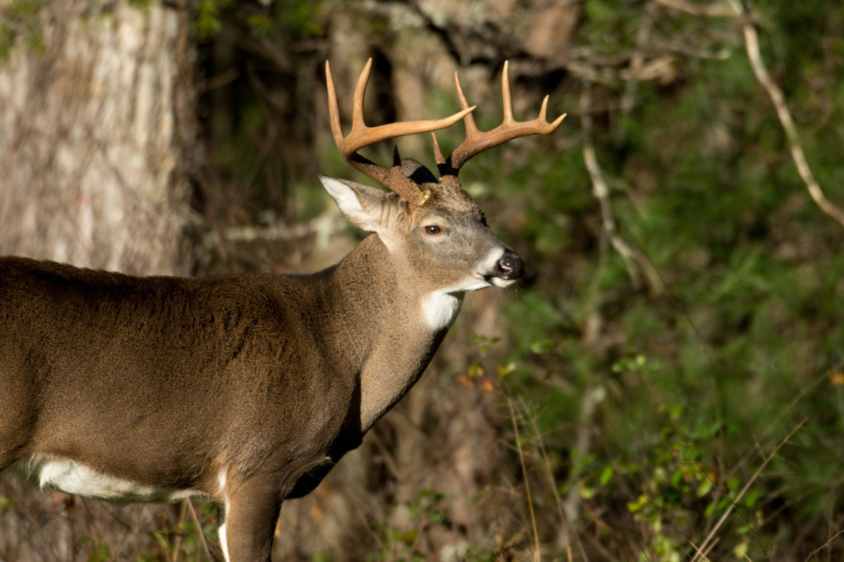 kentucky hunting license