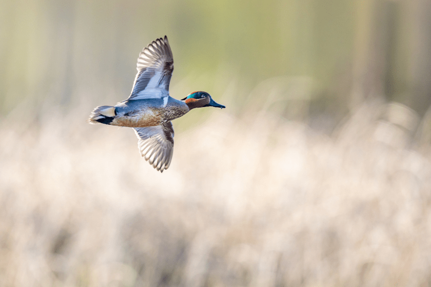 teal best tasting waterfowl