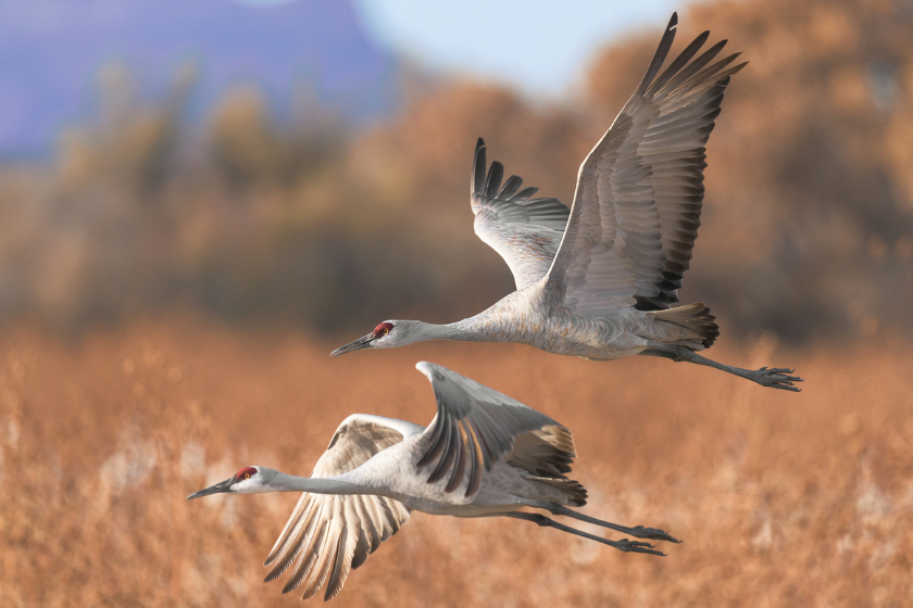 BestTasting Waterfowl Ranked as Table Fare • Air Gun Maniac