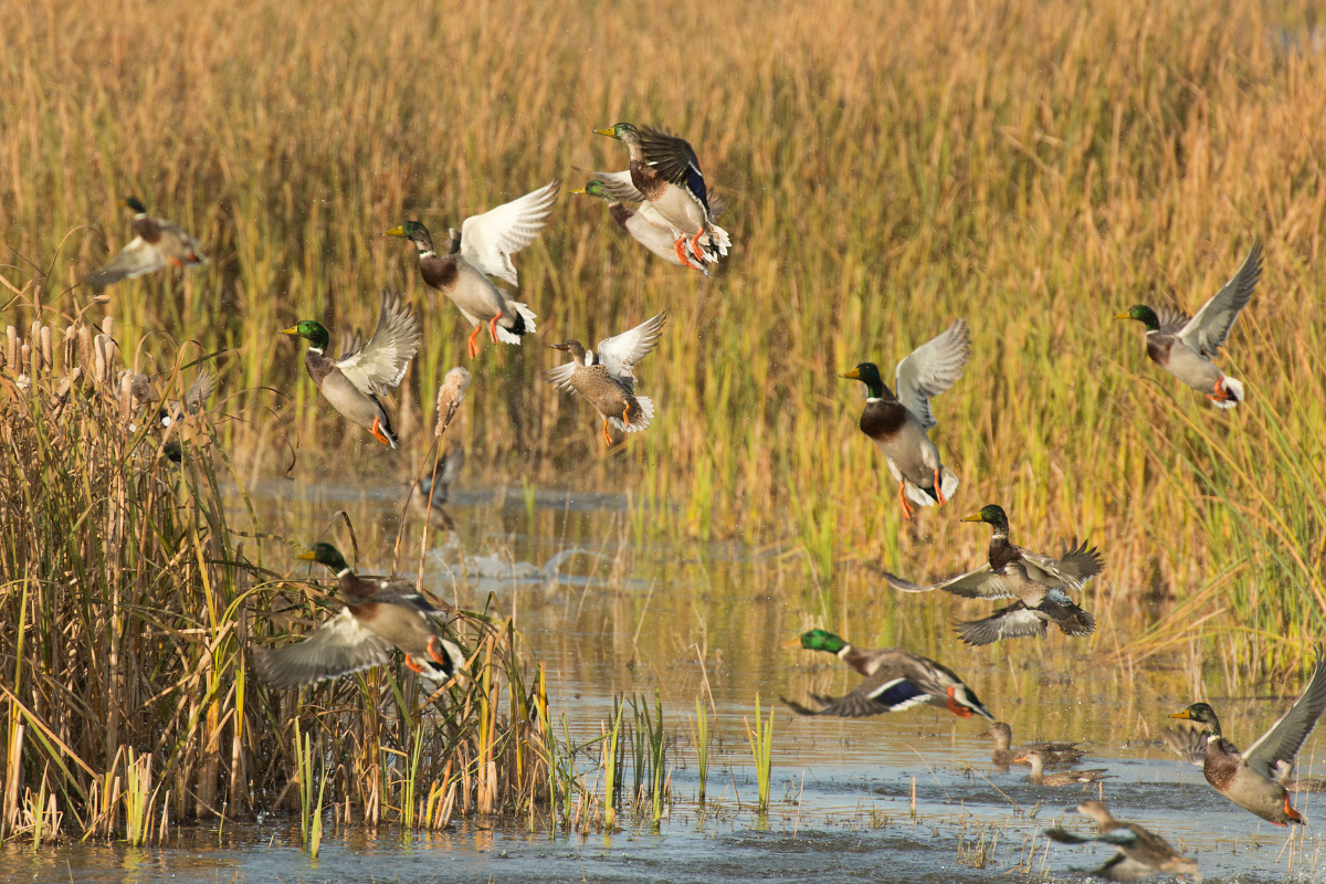 best tasting waterfowl
