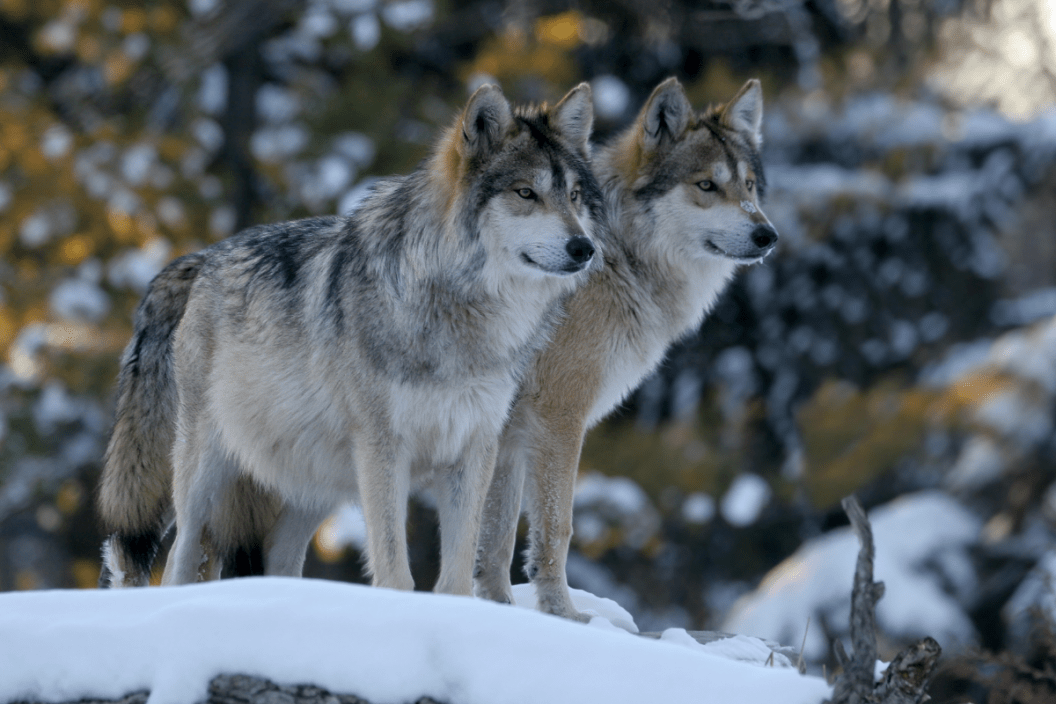 Two wolves stand together in the snow