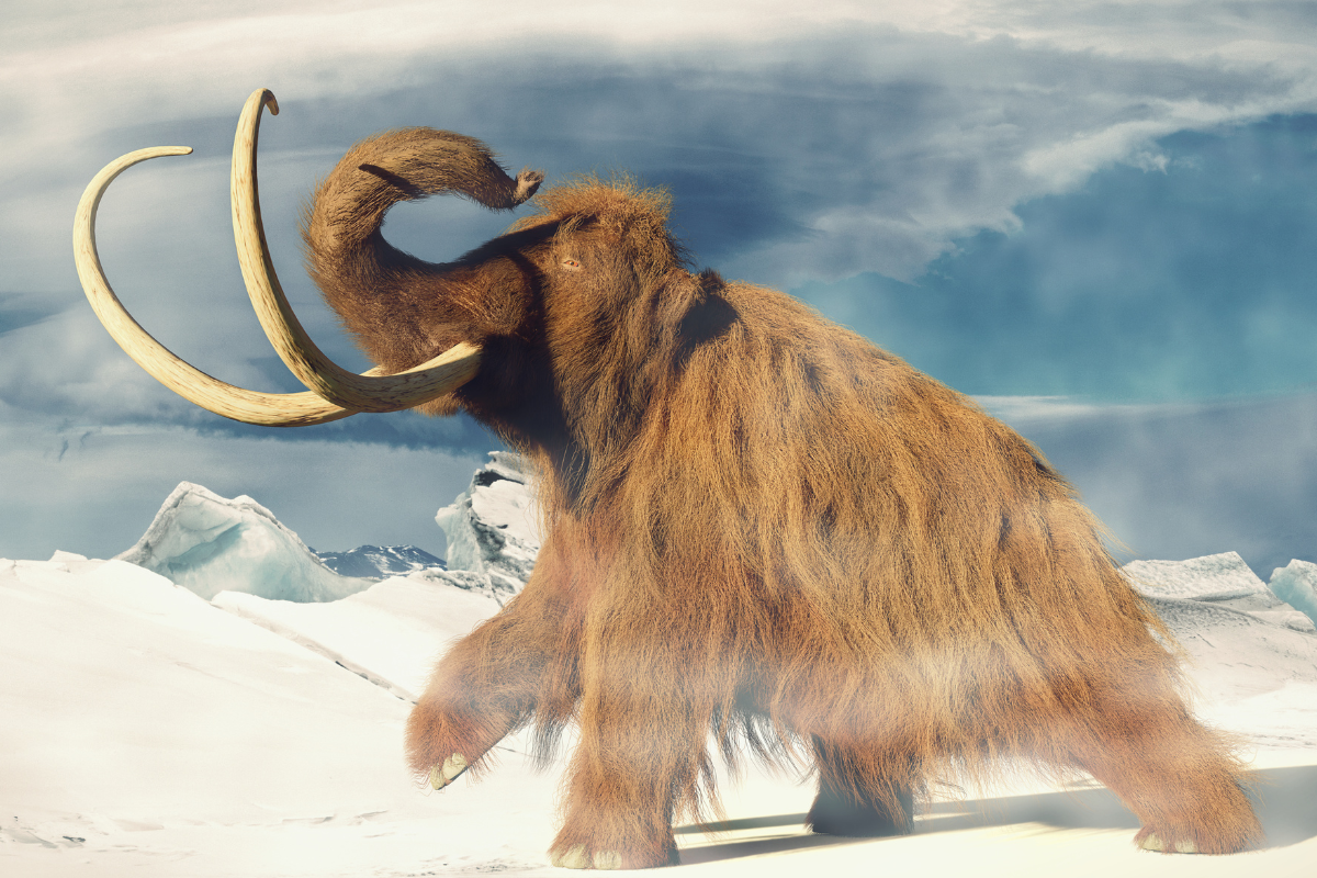 A holly Mammoth walks through the snow