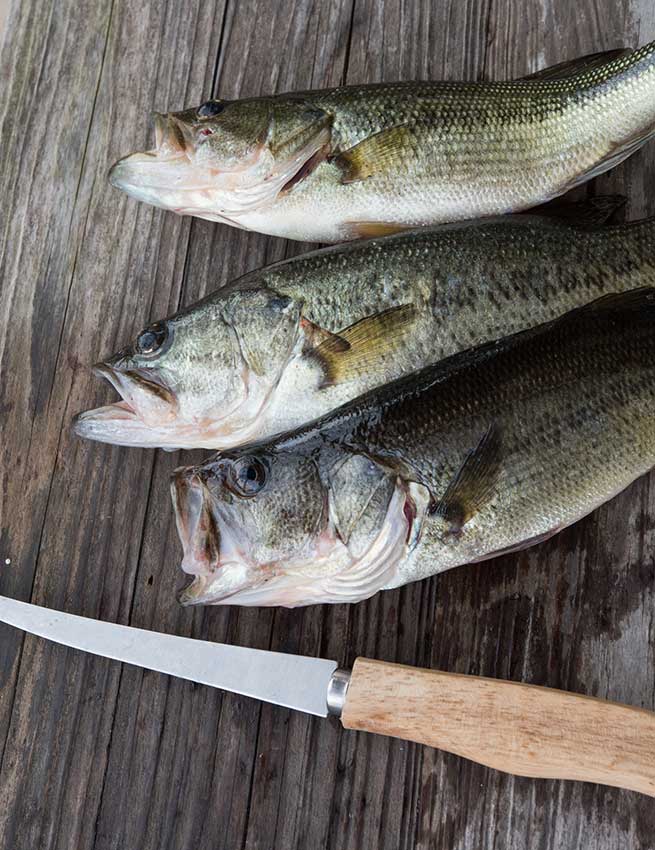 Three largemouth bass on a cutting board next to a fillet knife