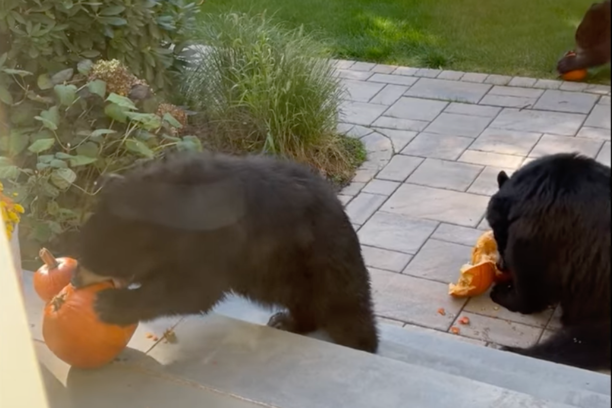 three black bears eat pumpkins
