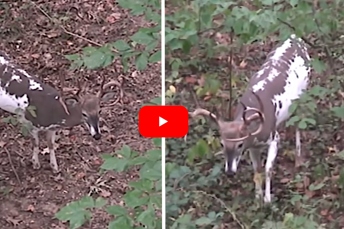 Big Piebald Buck