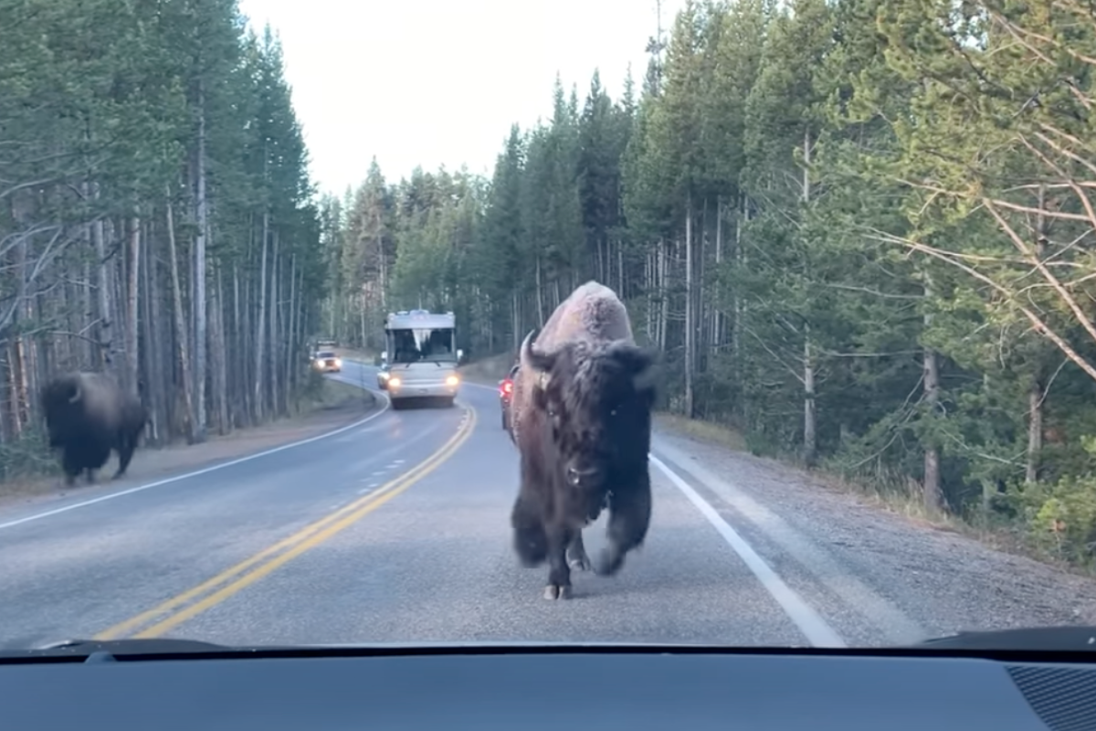 bison charges toward a car