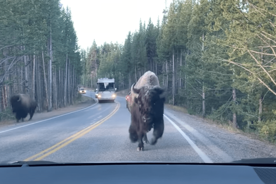 bison charges toward a car