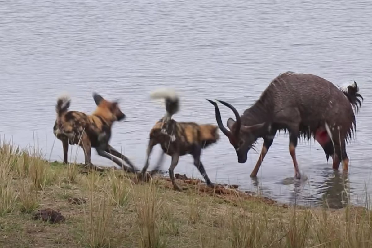 Nyala bull fights off wild dogs