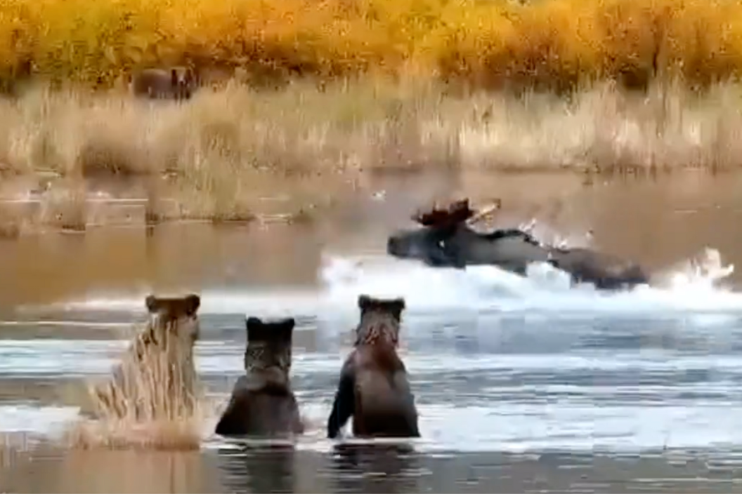 three bear cubs watch a moose in awe