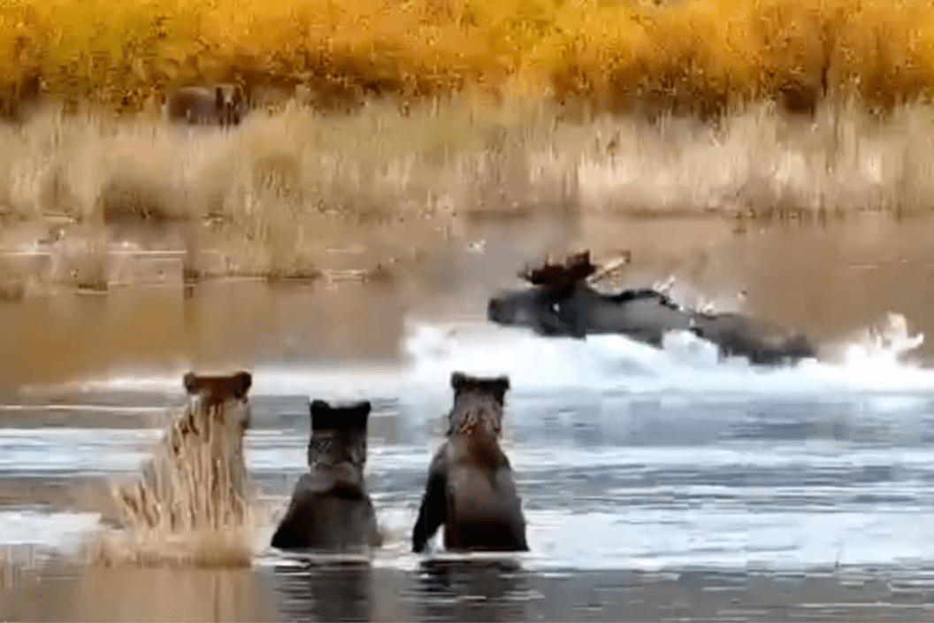 three bear cubs watch a moose in awe