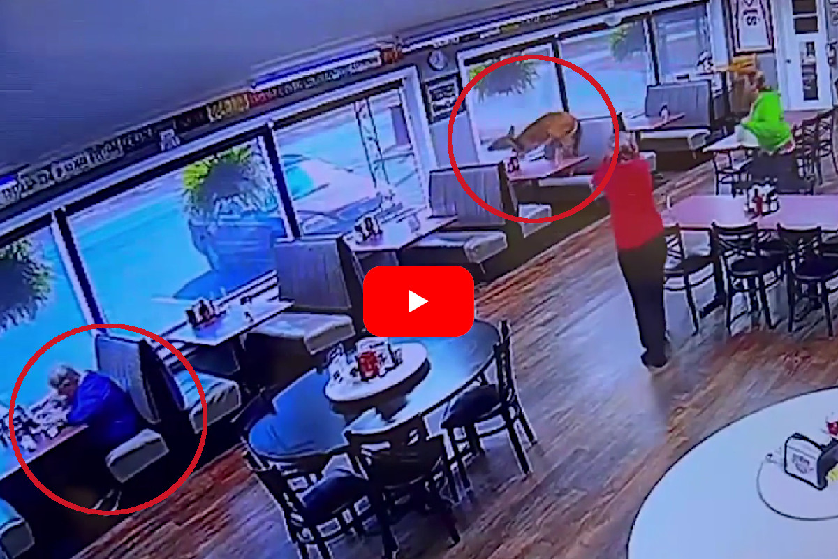 Deer in Restaurant
