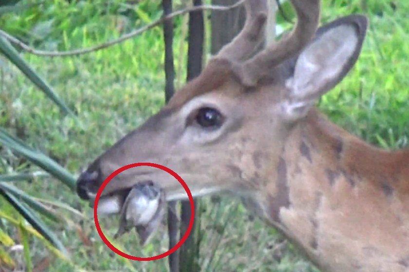Deer Poop, Why You Should Identify It and Shouldn't Ignore It