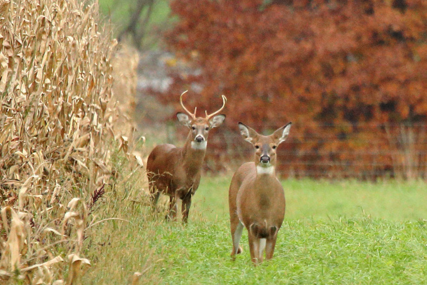 Doe Bleats What Female Deer Are Communicating to Others