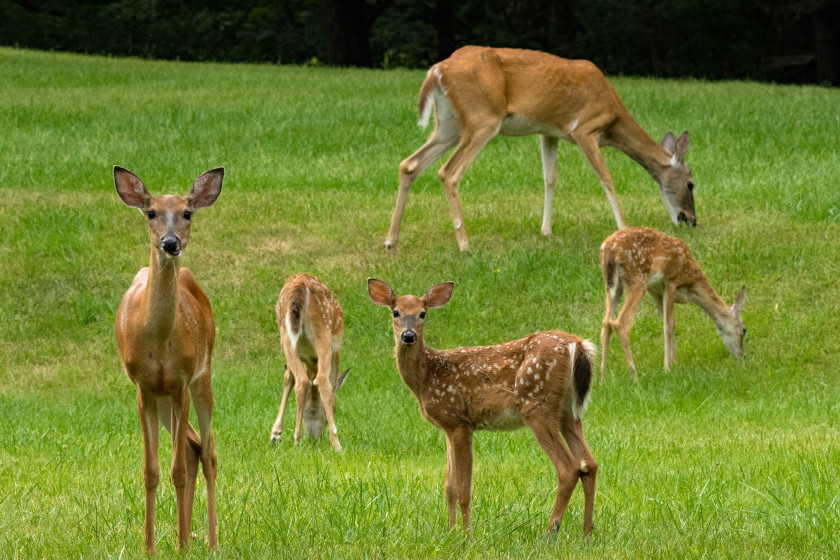 Doe Bleats What Female Deer Are Communicating to Others