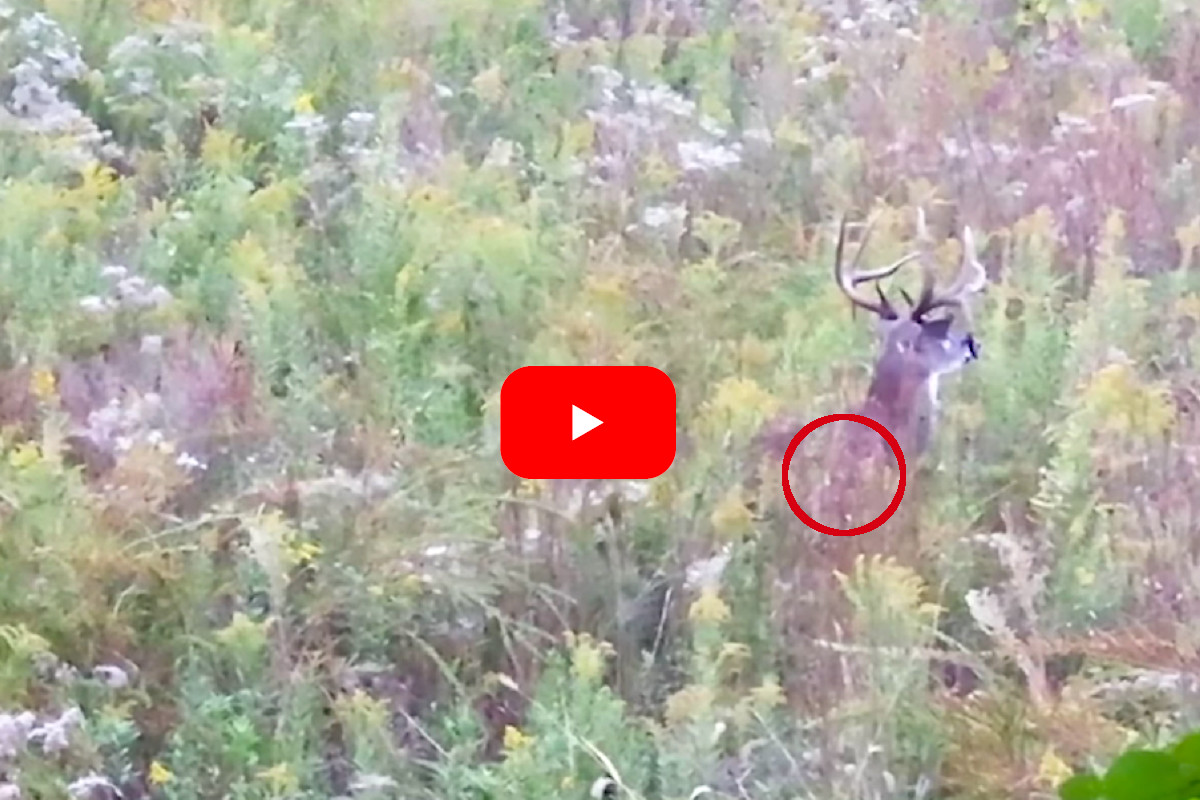 Droptine Buck Public Land