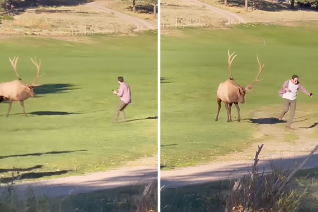 elk charges at a tourist