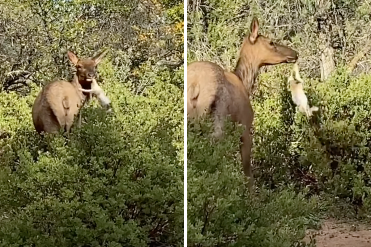 elk chews on a rabbits leg