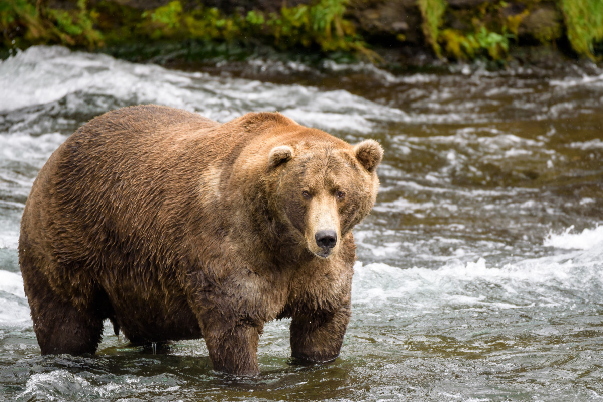 Fat Bear Week