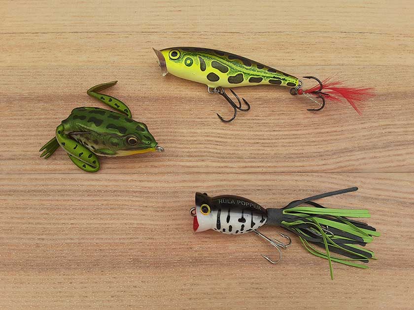 How to Fish Frogs: 5 Different Species and Tactics