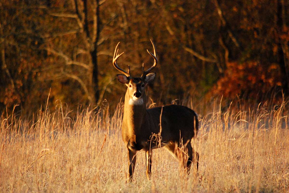 A whitetail deer stands in a meadow in the fal.