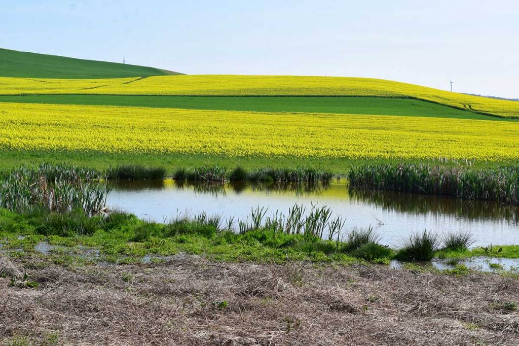 Best Public Duck Hunting States for Waterfowlers to Try