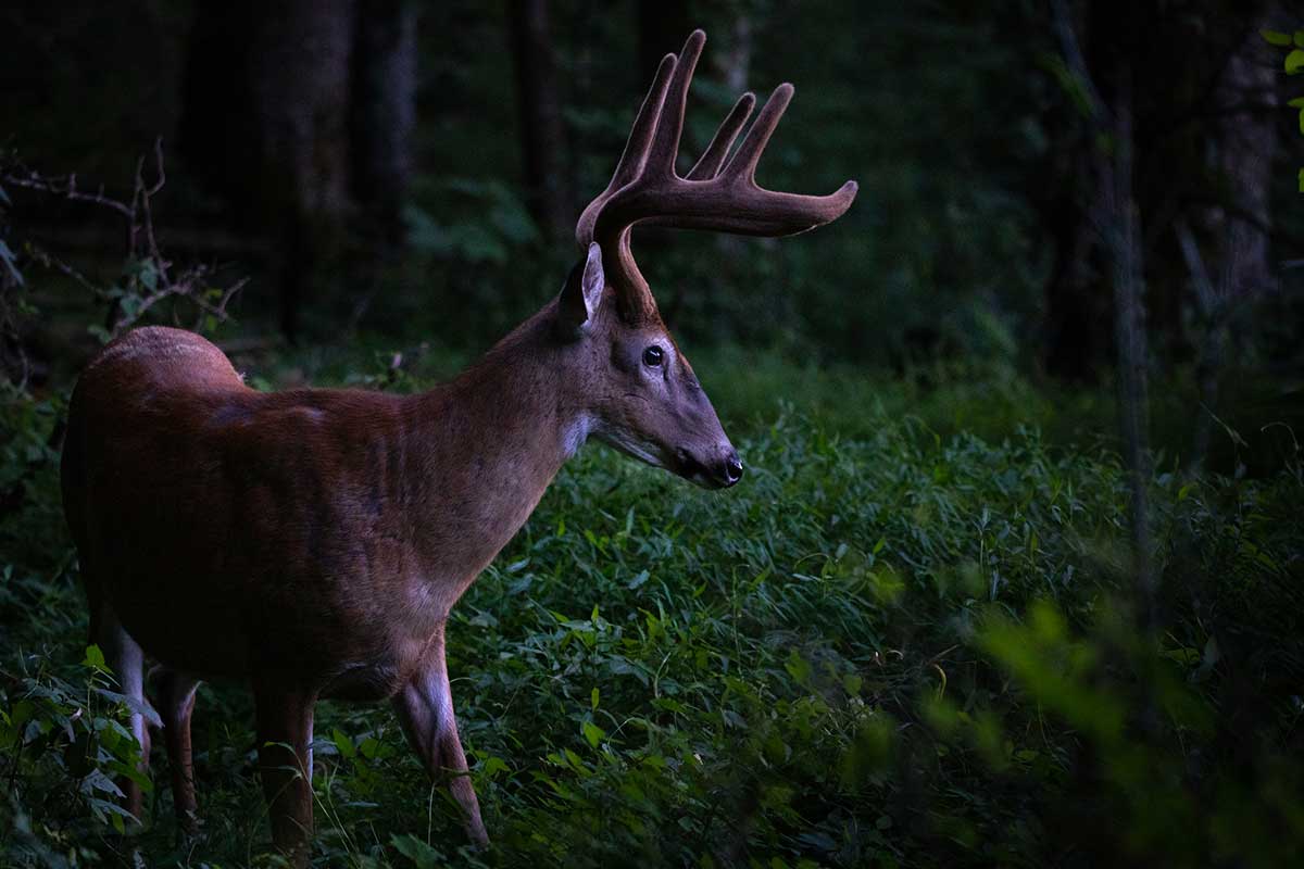 A whitetail deer stands in the woods at dusk