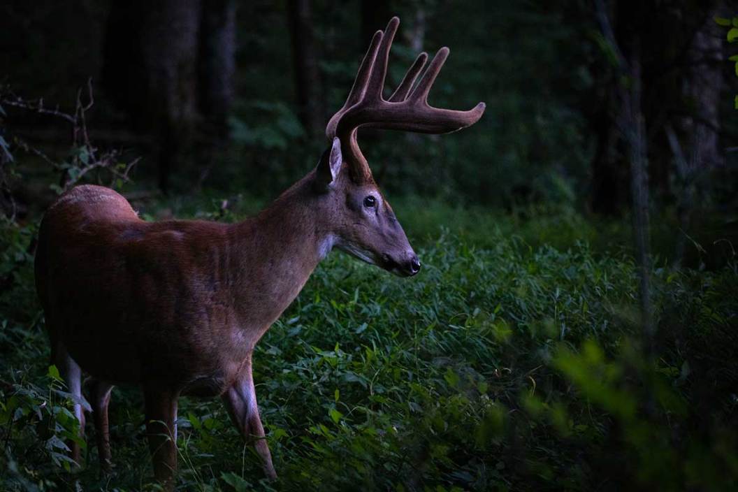 A whitetail deer stands in the woods at dusk