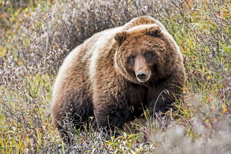 Grizzly Attacks Upland Hunter in Montana - Wide Open Spaces
