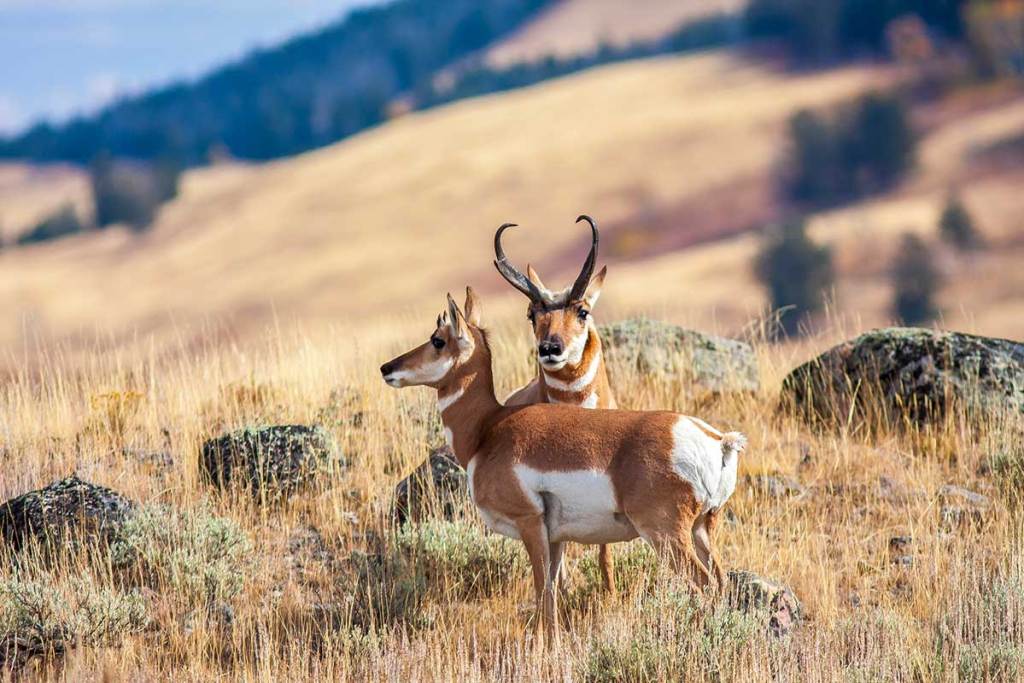 pronghorn hunting states