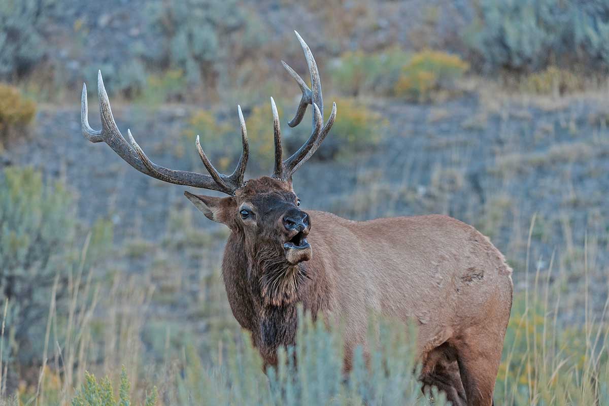 A bull elk bugles in a meadow