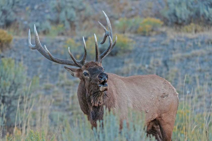 Virginia's First Managed Elk Hunt Raised Over Half a Million Dollars