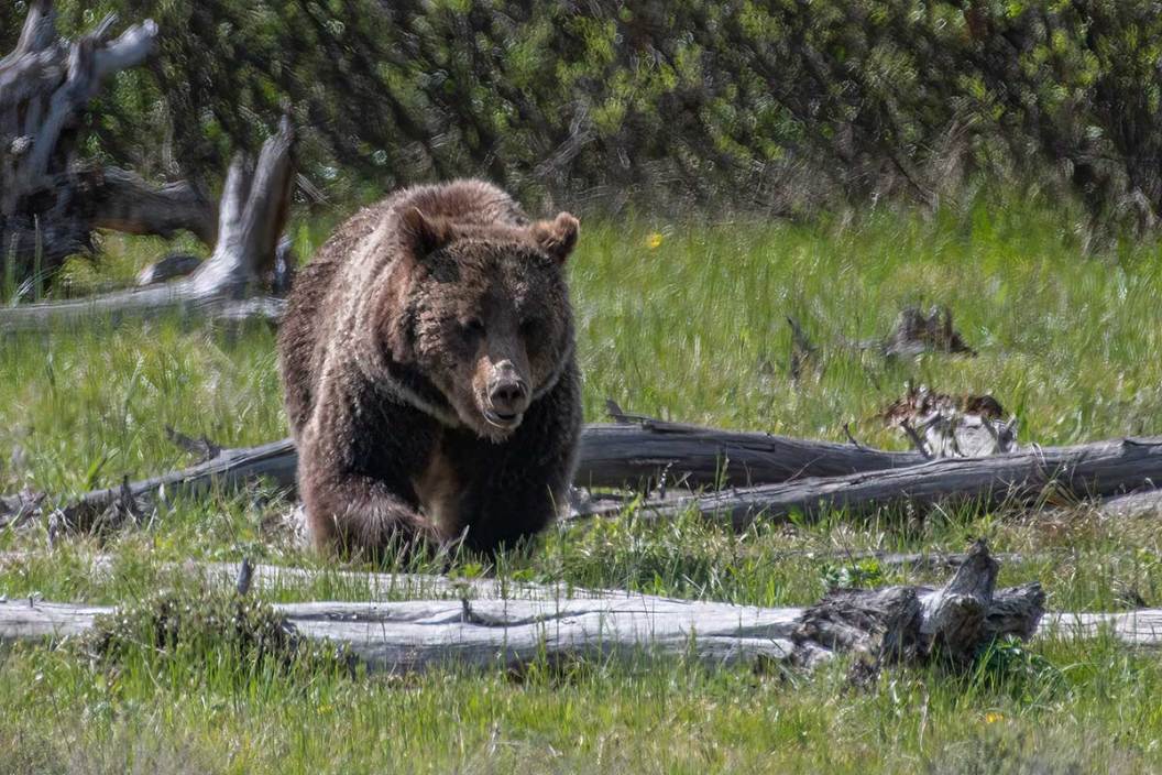 wyoming wrestlers attacked by bear