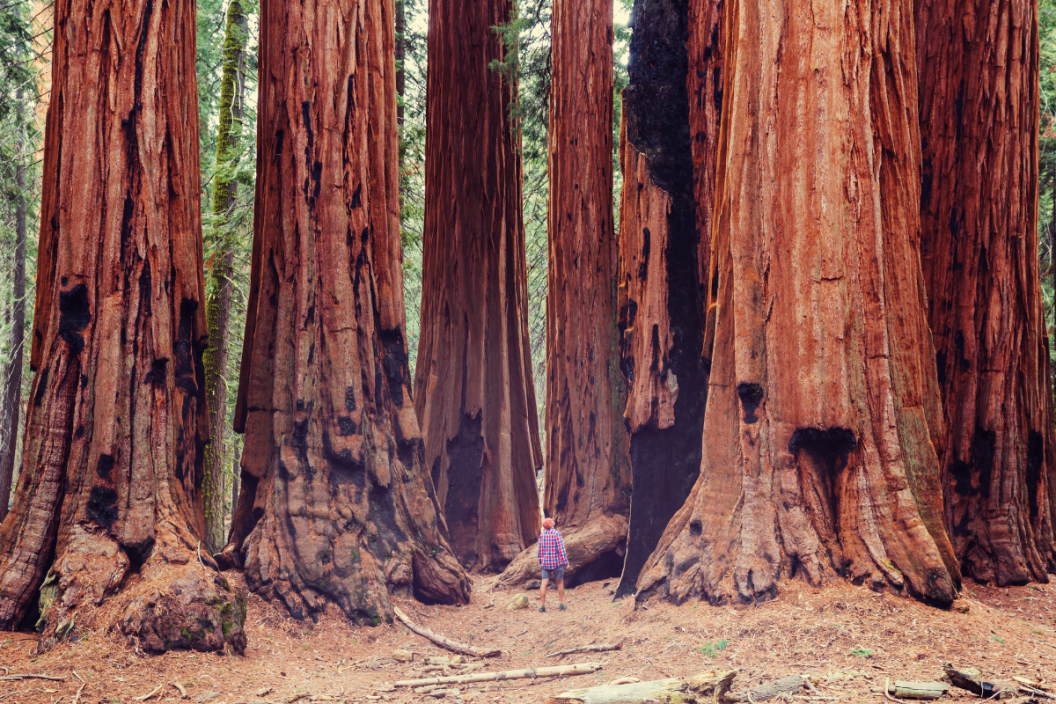 a man stands in front of a large sequoia grove