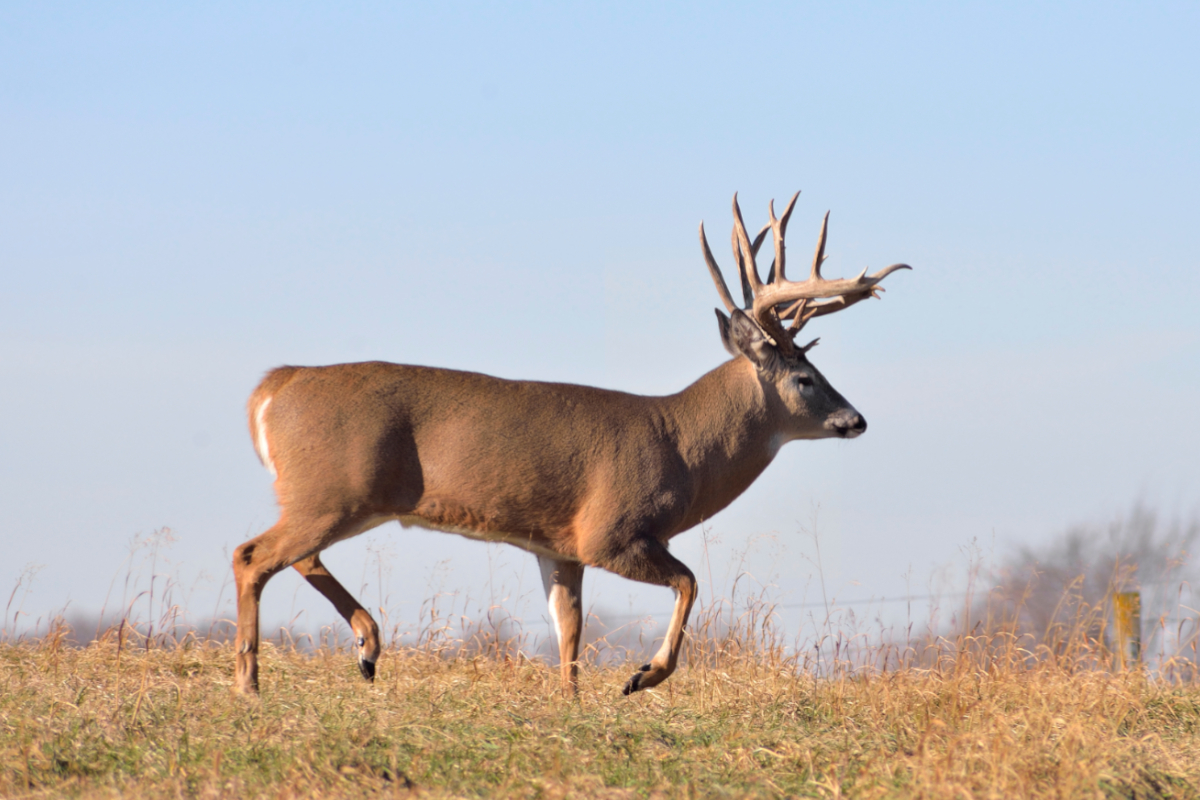 How Far Bucks Wander