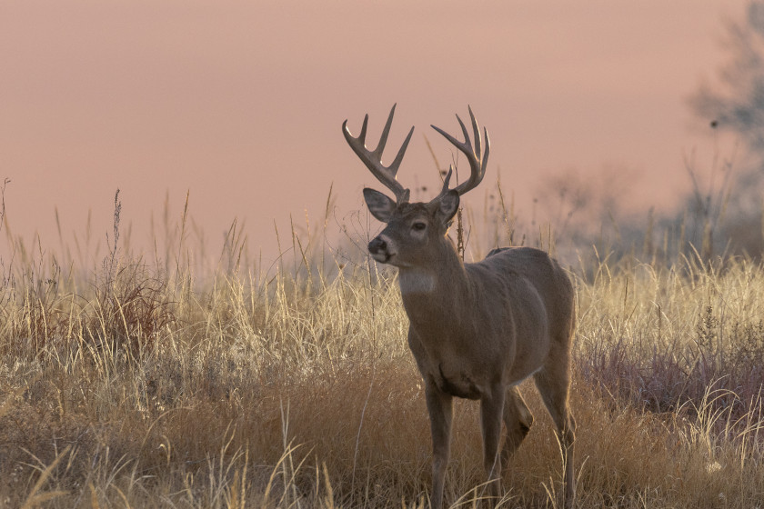 How Far Bucks Wander