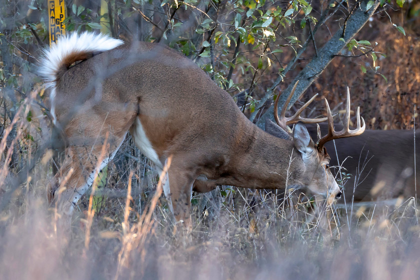 How Far Bucks Wander